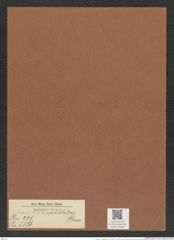 Actinoptychus radiolatus Grun. (de-Toni-Nr.: Genus 227, Species 5576) Zeichnungen Sammlung Grunow Mappe 05329 (Herbarium_W_Grunow_drawings_Folder_05329)